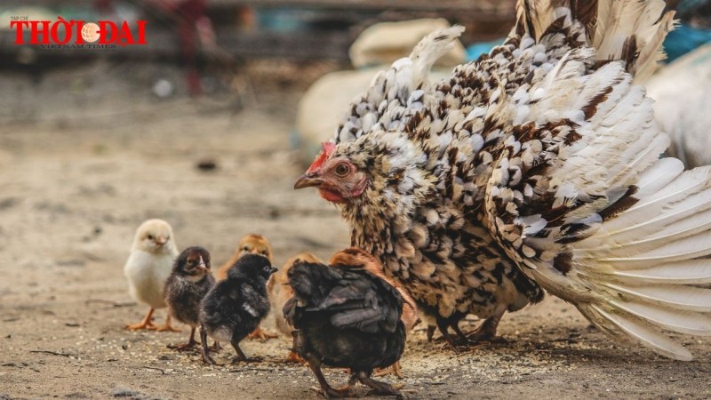 Tử vi tuần mới 18/11 đến 24/11/2024 tuổi Dậu: Tình duyên, công danh tài lộc Tử vi tuần mới 18/11 đến 24/11/2024 tuổi Dậu: Tình duyên, công danh tài lộc