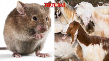 Top con giáp xui xẻo hôm nay 5/12/2024: Tý hung tinh ngáng đường Mùi công việc bị cản trở