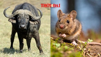 Top con giáp may mắn hôm nay (6/12/2024): Sửu tài lộc thăng tiến không ngừng Tý tài tinh chiếu mệnh