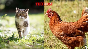 Top con giáp xui xẻo hôm nay (6/12/2024): Mão dễ mất lòng người Dậu đối diện cục diện tương phá