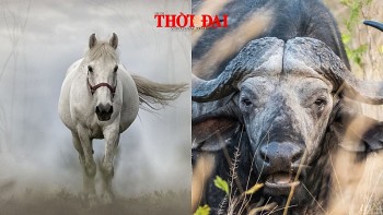 Top con giáp may mắn hôm nay 10/12/2024: Ngọ thần tài gõ cửa Sửu tài lộc dồi dào