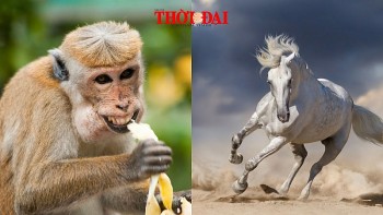 Top con giáp xui xẻo hôm nay 7/12/2024: Ngọ đối mặt thị phi Thân cần cẩn thận hơn trong công việc