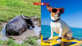 Top con giáp xui xẻo hôm nay 8/12/2024: Sửu dễ kích động Tuất tiểu nhân rình rập