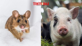 Top con giáp xui xẻo hôm nay 9/12/2024: Tý kiêu căng tự phụ Hợi tình cảm đi xuống
