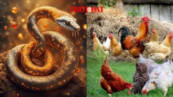 Top con giáp may mắn cuối tuần 7-8/12/2024: Tỵ có lộc ăn uống Dậu tài chính khả quan