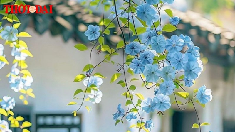 Tử vi hôm nay 12 cung hoàng đạo 11/12/2024: Cự Giải đón nhận nhiều tin vui