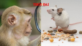 Top con giáp may mắn hôm nay 14/12/2024: Thân nhận tin vui tài lộc Tý có một ngày rực rỡ