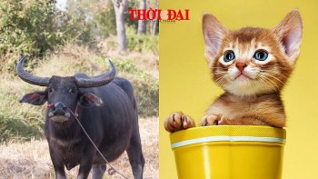 Top con giáp xui xẻo hôm nay 12/12/2024: Sửu sự nghiệp đi xuống Mão nguy cơ mất tiền