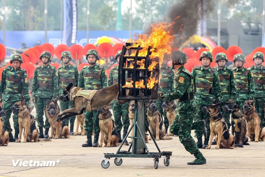 Quân khuyển Biên phòng biểu diễn nhảy qua vòng lửa. (Ảnh: TTXVN) Quân khuyển Biên phòng biểu diễn nhảy qua vòng lửa. (Ảnh: TTXVN)