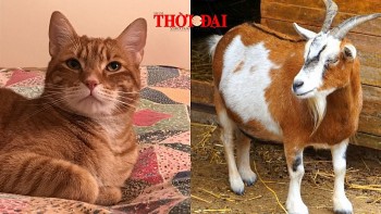 Top con giáp may mắn hôm nay 20/12/2024: Mão tam hội giúp sức Mùi tài chính đi lên
