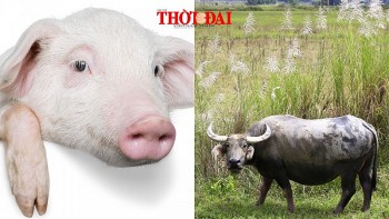 top con giap xui xeo hom nay 20122024 hoi tieu nhan quay pha suu cong viec khong kha quan