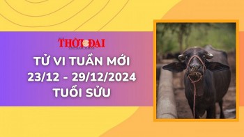 Tử vi tuần mới 23/12 đến 29/12/2024 tuổi Sửu: Tình duyên, công danh tài lộc