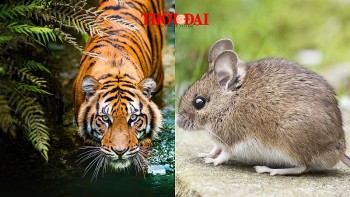 top con giap may man hom nay 26122024 ty cat khi tran lan dan duoc tiep them nang luong