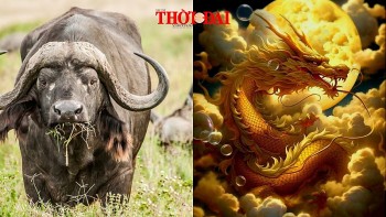 top con giap xui xeo hom nay 26122024 thin tai loc di xuong suu cap tren hoanh hoe