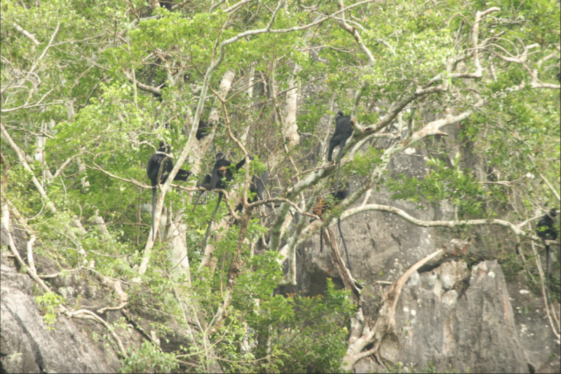 wwf ho tro quang tri bao ton loai sao la tai khu bao ton thien nhien bac huong hoa