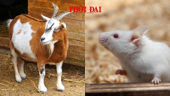 top con giap may man hom nay 28122024 mui thang quan tien chuc ty tuat may man ngap tran