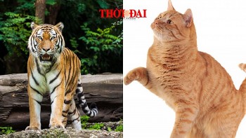 top con giap may man hom nay 29122024 dan don tin vui tai chinh mao cat tinh nang do