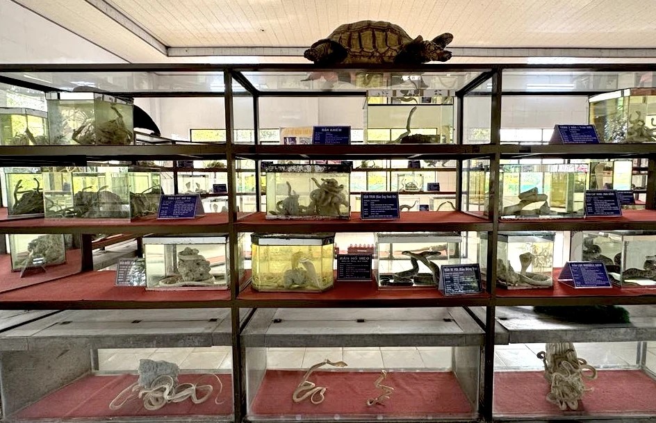 Các cá thể rắn trưng bày trong bảo tàng được sắp đặt tạo hình sống động như thể đang di chuyển trong môi trường hoang dã
