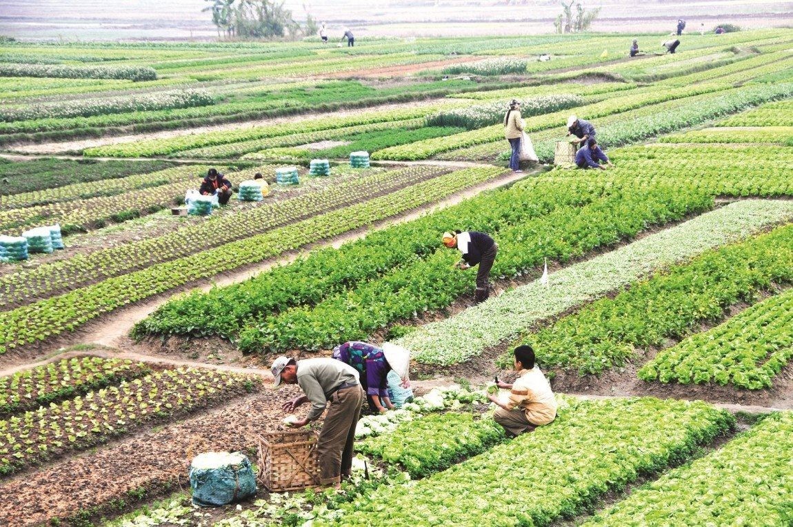 Bộ Tài chính đề xuất miễn, giảm tiền thuê đất cho dự án nông nghiệp