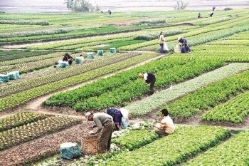 Bộ Tài chính đề xuất miễn, giảm tiền thuê đất cho dự án nông nghiệp