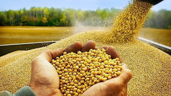 Trung Quốc tăng thuế nhập khẩu từ Mỹ không ảnh hưởng đến nguồn cung lương thực