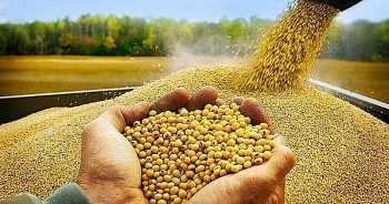 Trung Quốc tăng thuế nhập khẩu từ Mỹ không ảnh hưởng đến nguồn cung lương thực