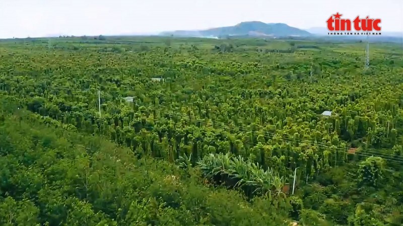 Kim ngạch Hồ tiêu quý I/2025 tăng mạnh, giá xuất khẩu đạt kỷ lục