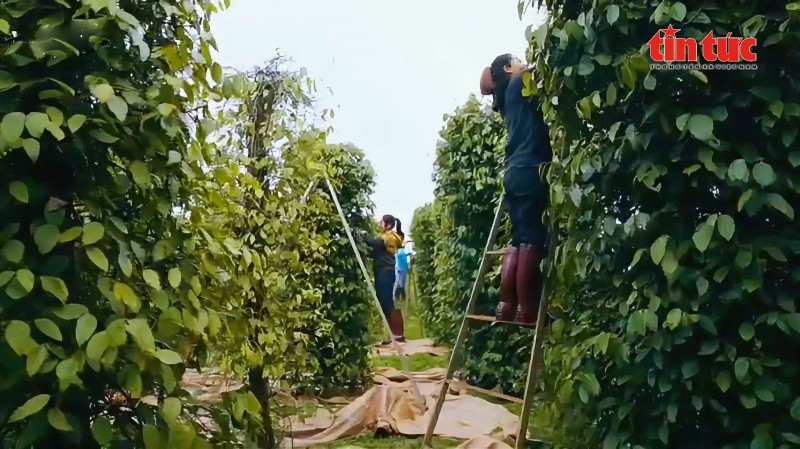 Kim ngạch Hồ tiêu quý I/2025 tăng mạnh, giá xuất khẩu đạt kỷ lục