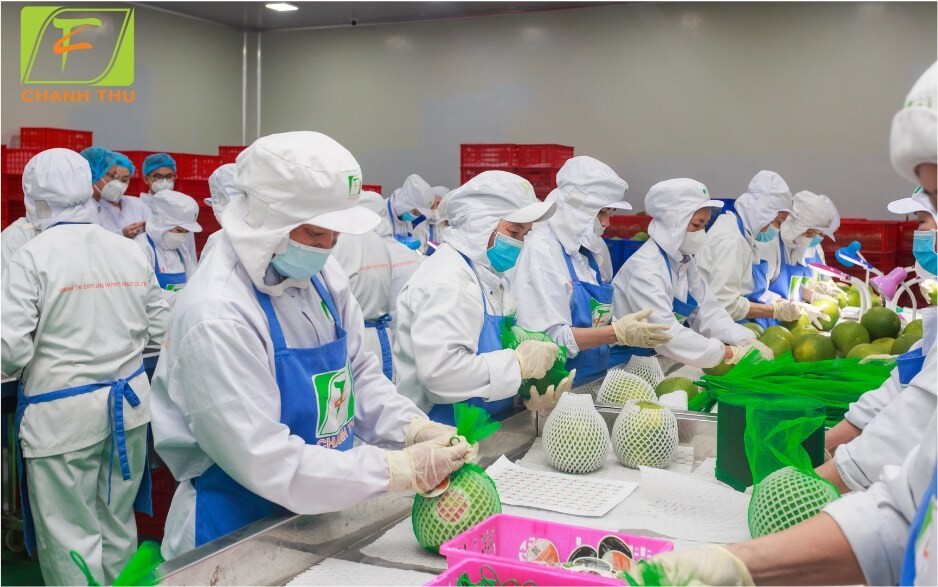 Đóng gói bưởi xuất khẩu tại nhà máy Công ty cổ phần Tập đoàn XNK trái cây Chánh Thu. (Ảnh: Báo Đầu tư)