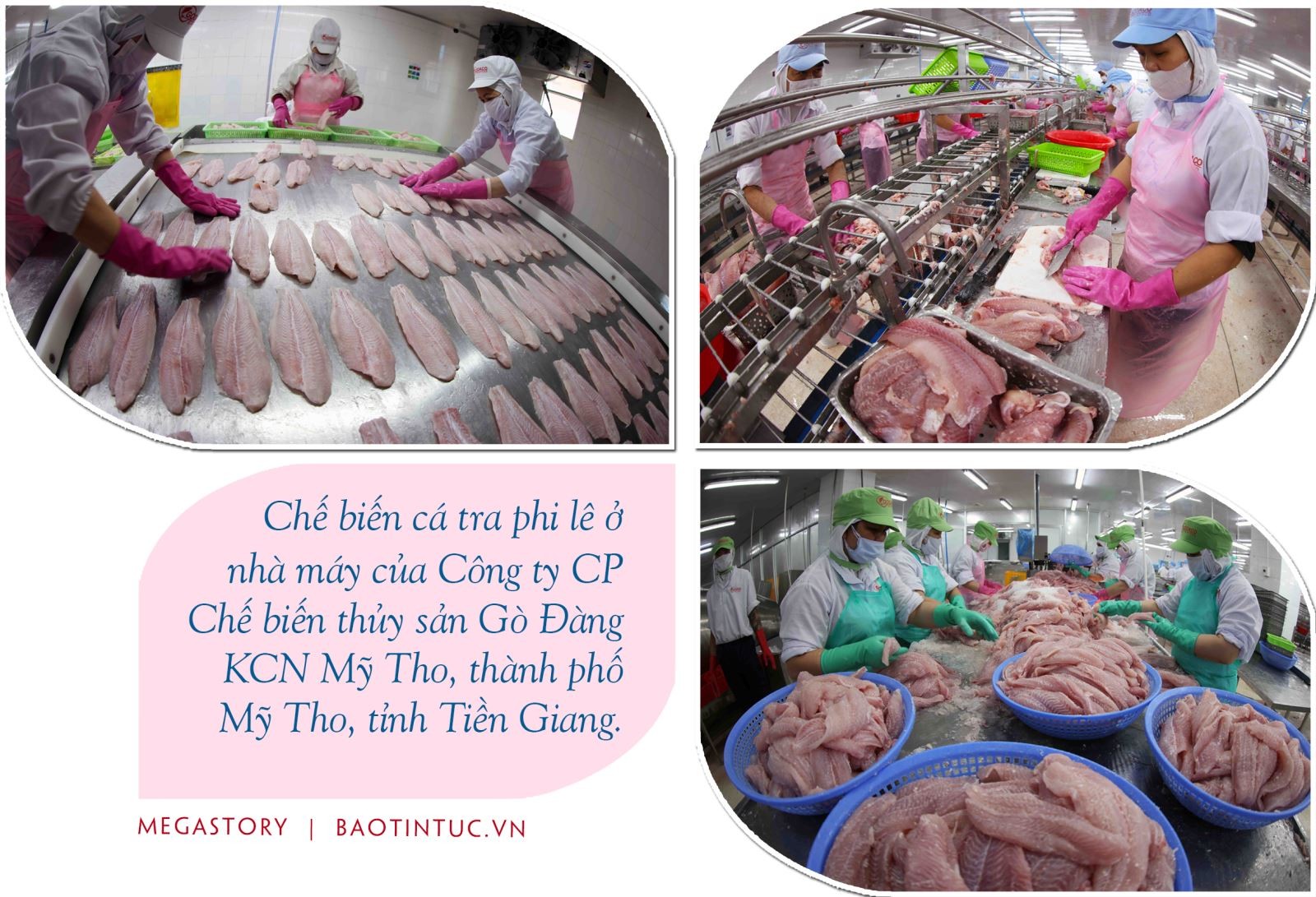 50 năm đất nước nở hoa