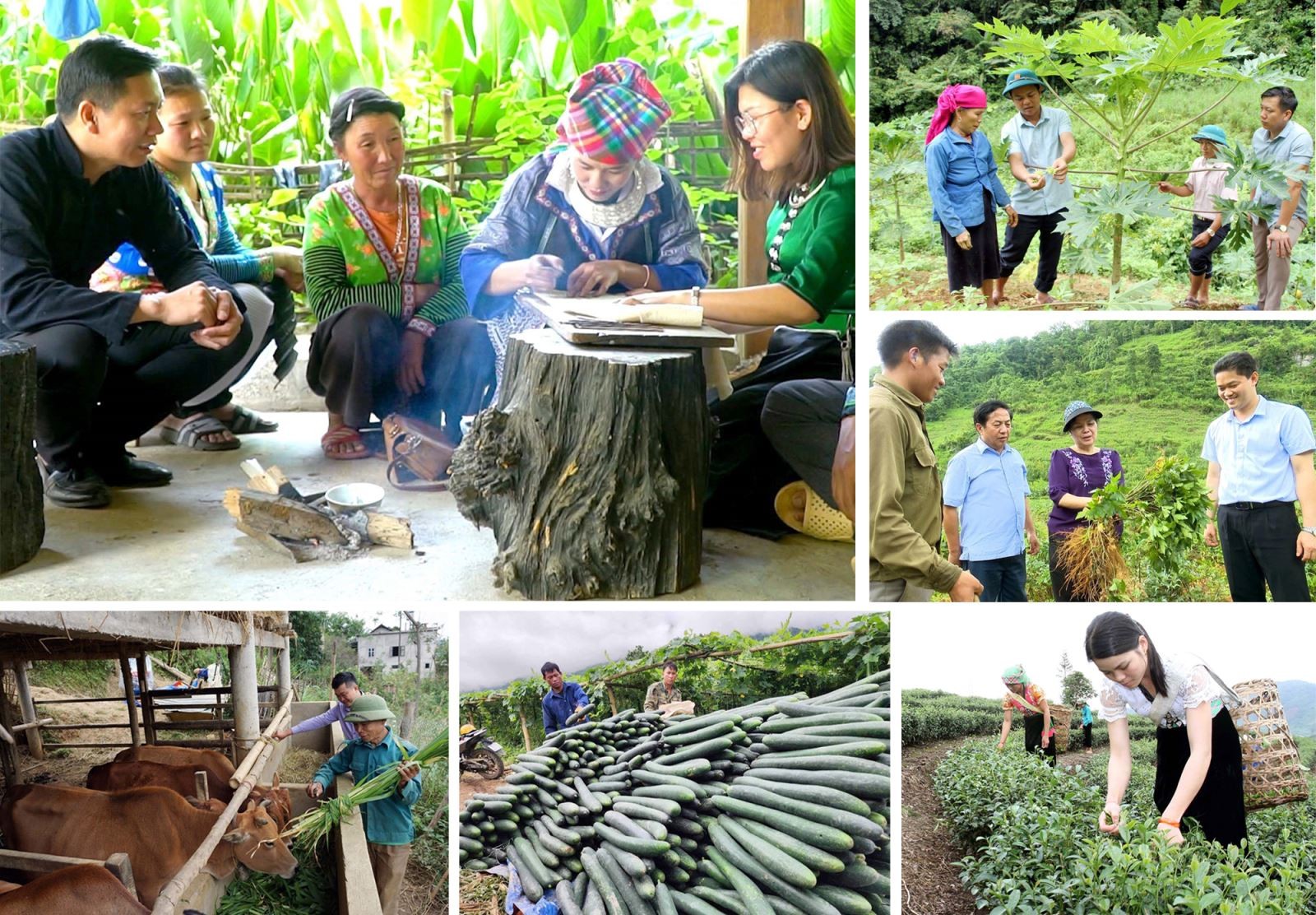 50 năm đất nước nở hoa