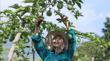 co hoi lon cho nong san viet nam vao thi truong ty dan