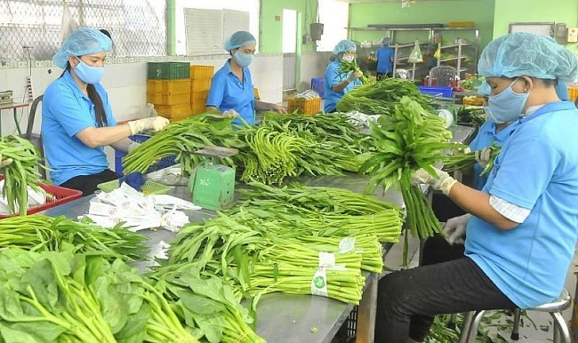 Chuẩn hóa chất lượng để giữ đà tăng trưởng ngành sản xuất rau xanh
