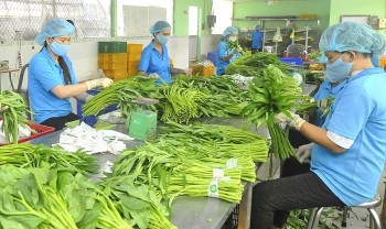chuan hoa chat luong de giu da tang truong nganh san xuat rau xanh