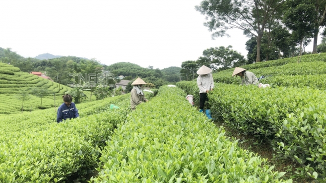 Giải pháp hút nguồn nhân lực cao cho hợp tác xã
