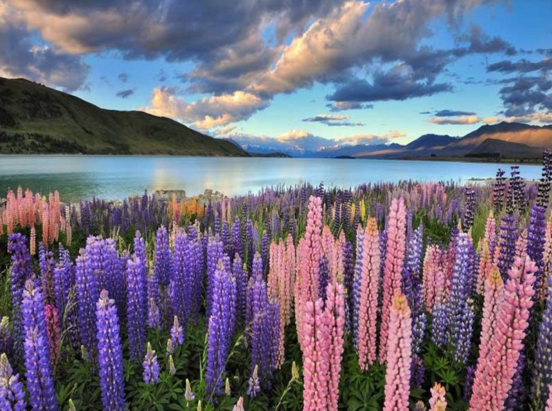 Thời điểm thích hợp đi du lịch New Zealand