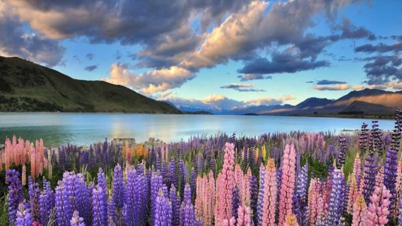 Thời điểm thích hợp đi du lịch New Zealand