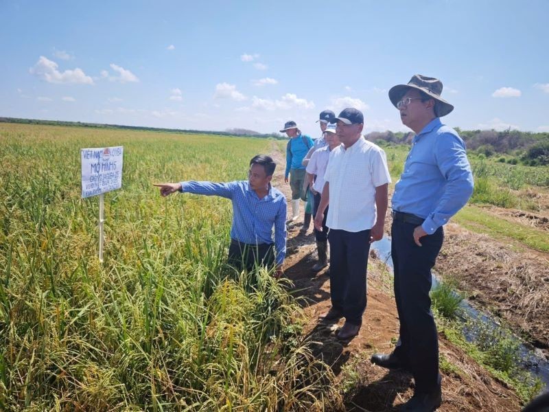 Hợp tác sản xuất lúa gạo: Biểu tượng sống động của quan hệ hữu nghị Việt Nam – Cuba