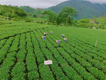 Vùng chè Thái Nguyên nâng cao chất lượng, xây dựng thương hiệu riêng