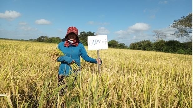 Chuyên gia Việt và những mùa lúa Cuba: Từ cánh đồng vàng dệt tình hữu nghị