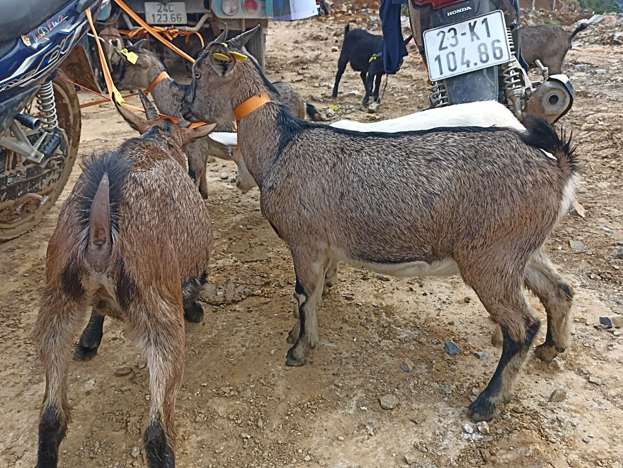 Hỗ trợ dê giống - xây dựng sinh kế bền vững cho người dân Tuyên Quang