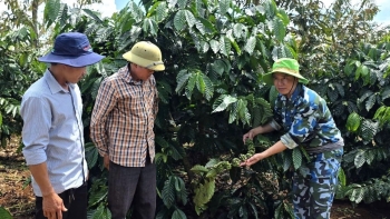 sinh ke xanh tren vung dat gia lai