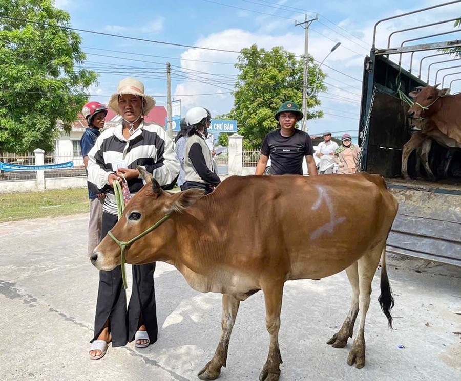 Một hộ dân tại xã Ia Rbol, tỉnh Gia Lai được hỗ trợ bò giống. (Ảnh: Báo Gia Lai)