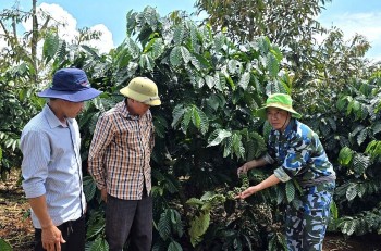 Sinh kế xanh trên vùng đất Gia Lai