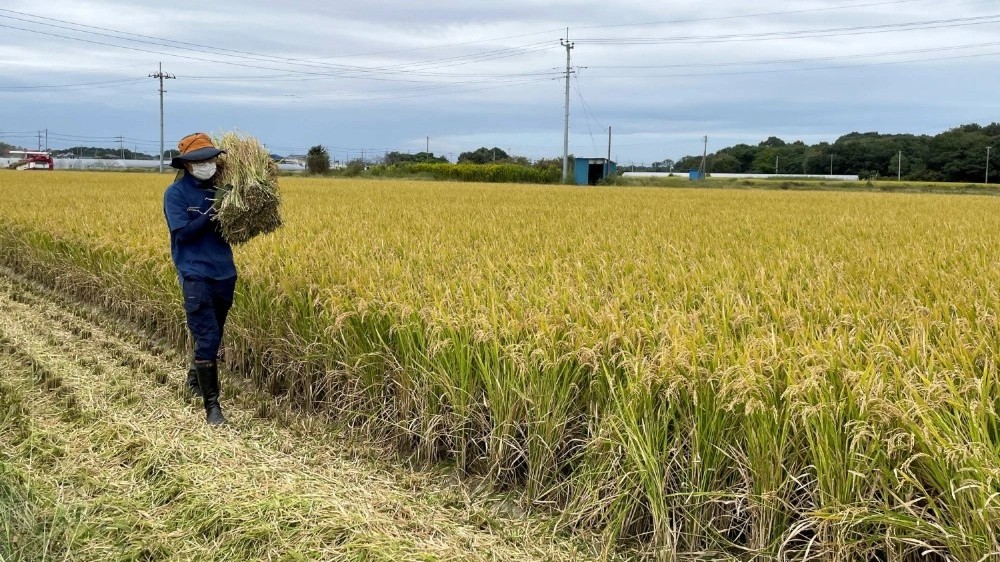 Tin quốc tế ngày 13/11: Campuchia - Thái Lan cáo buộc lẫn nhau về đụng độ biên giới; Nhật Bản xem xét phát hành phiếu gạo