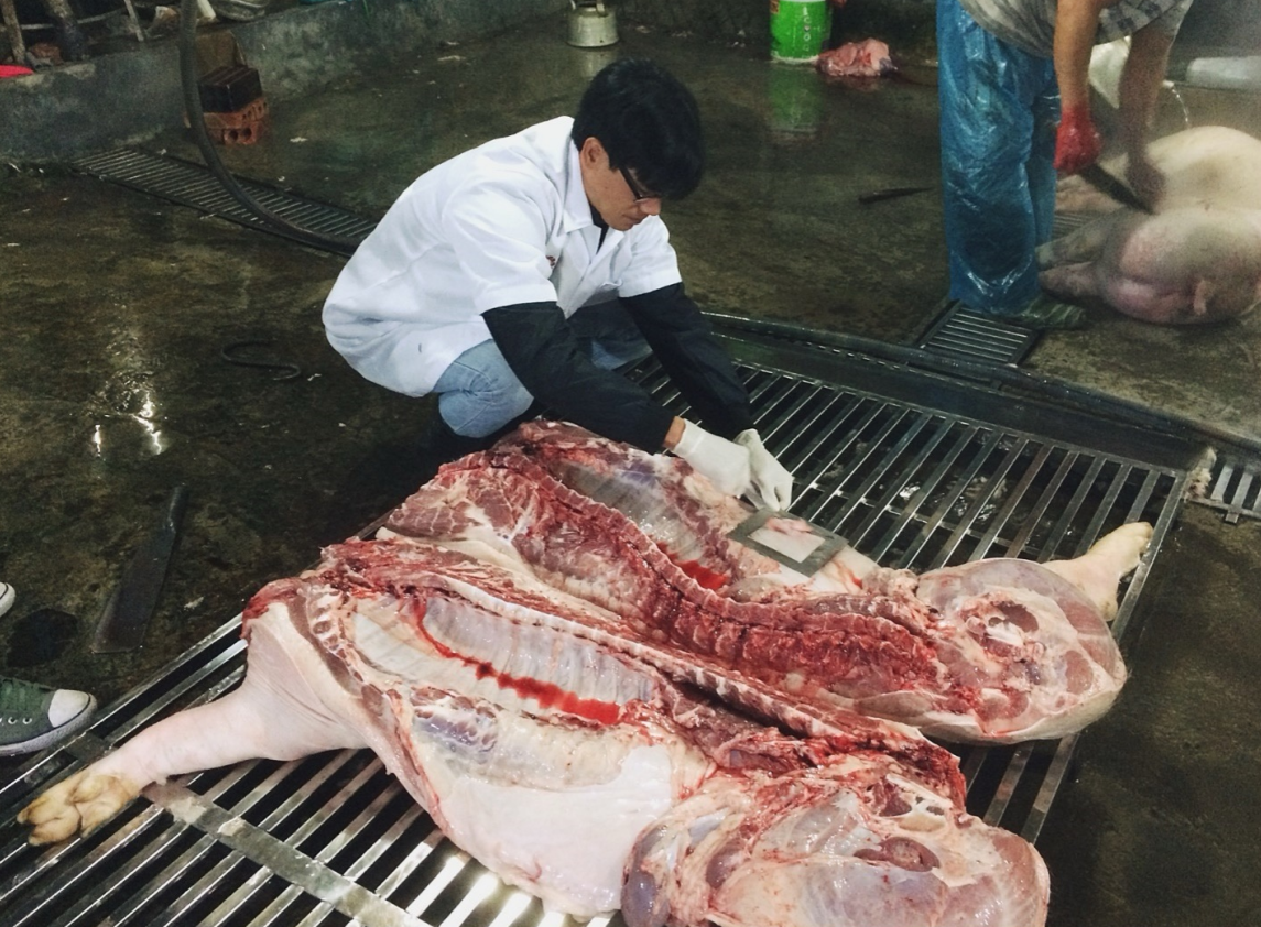 Đóng góp của ILRI tại Việt Nam