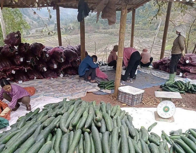 Phát triển nông nghiệp bền vững – chìa khóa giảm nghèo ở xã Mường Chà Phát triển nông nghiệp bền vững – chìa khóa giảm nghèo ở xã Mường Chà