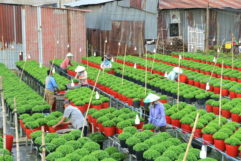 Festival Hoa - Kiểng Sa Đéc 2025: “Sắc hoa ngày mới” rực rỡ cuối năm Festival Hoa - Kiểng Sa Đéc 2025: “Sắc hoa ngày mới” rực rỡ cuối năm