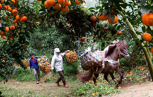 MLC tài trợ hơn 10 tỷ đồng cho Tuyên Quang phát triển chuỗi giá trị cam bền vững