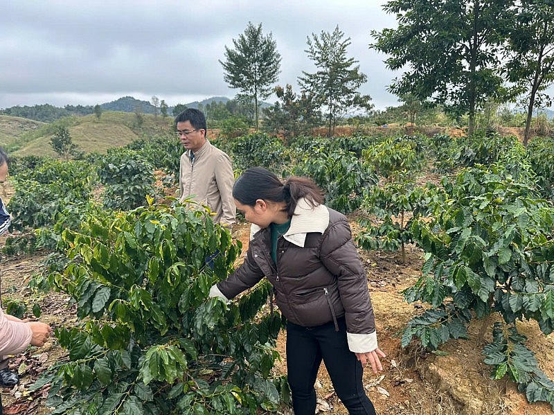 Nà Son phát triển cây cà phê: hướng đi bền vững giúp người dân thoát nghèo